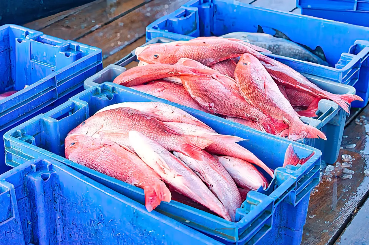Red snapper and grouper packed in blue totes at the dock